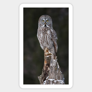 The Phantom - Great Grey Owl Sticker